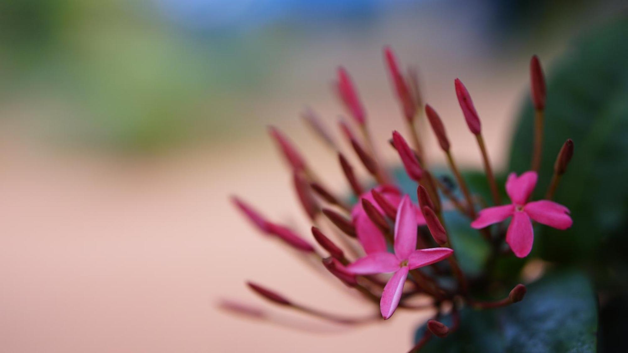 Namal Homestay Sigiriya Luaran gambar